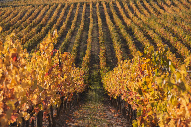 istock View of Autumn vineyard in Navarre (Spain) . 1352517041