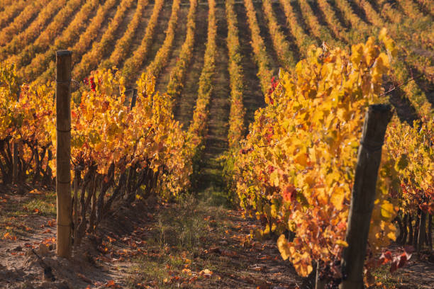 istock View of Autumn vineyard in Navarre (Spain) . 1352517049