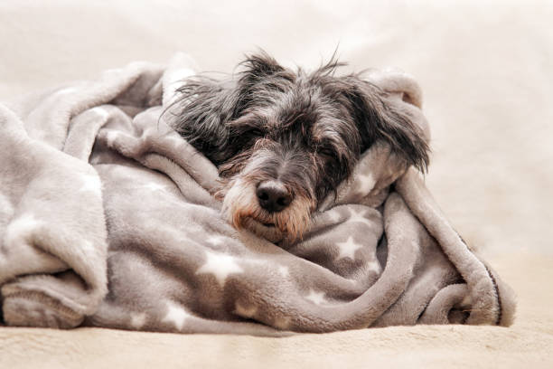 istock wrapped in a blanket after washing sleeping dog 1352517592