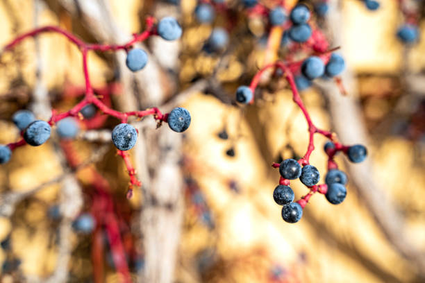 blaue traubenbeere aus roten wildreben mit verschwommenem hintergrund an sonnigem tag - berry vine stock-fotos und bilder