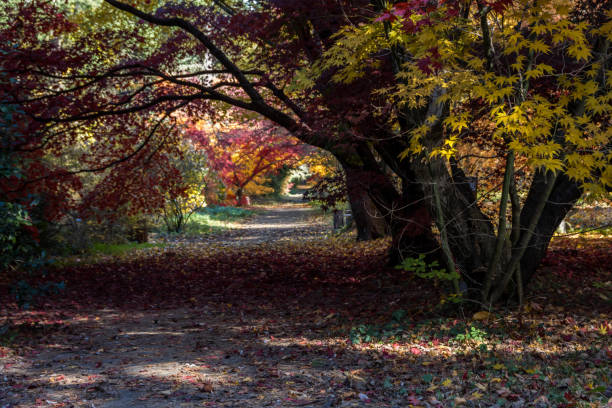 istock Autumn alley 1352518613