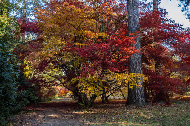 istock Autumn alley 1352518642