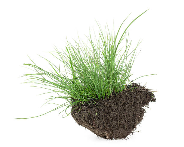 istock Green grass on soil isolated on a white background. Green grass with dirt. 1352519962
