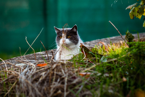 Beautiful cat just before the attack hiding in grass. Domestic animal on the hunt.