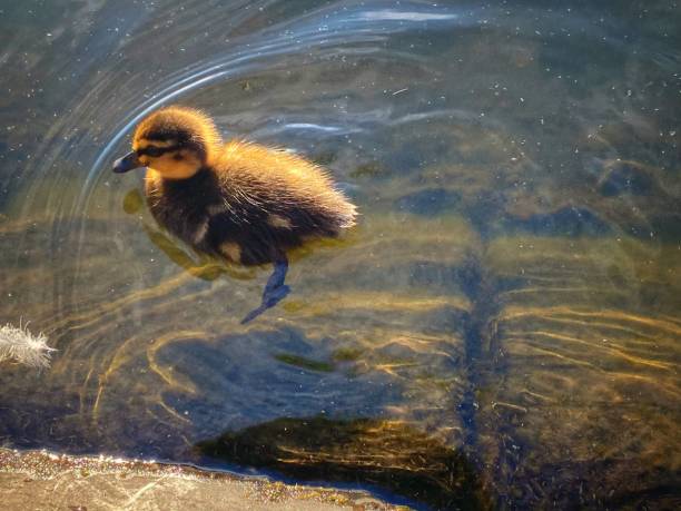 Duckling swimming in a pond