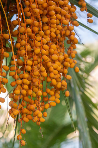 Golden yellow dates ripening on a date palm tree Golden yellow dates ripening on a date palm tree in afternoon light date palm tree stock pictures, royalty-free photos & images