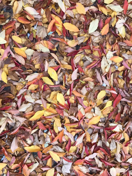 istock Brown, yellow, orange, red autumn leaves 1352523636