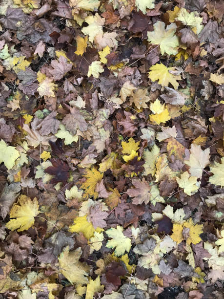istock Brown, yellow, brownish autumn leaves 1352523643