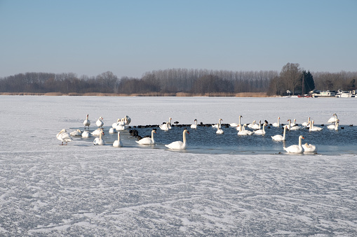 A group of white swans together around an ice hole. Almost every year big lakes in The Netherlands freeze
