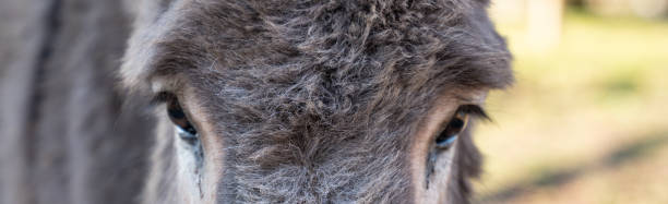 Donkey portait in a farm in north italy