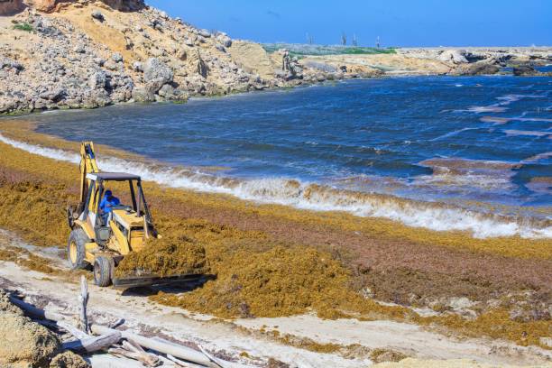 Sargassum can present challenges for marine life and beaches. Kralendijk, Bonaire - 04-03-2018: Sargassum can present challenges for marine life and particularly becomes a problem when it collects along coastlines, mangroves, shallow waters and rocks corals sargassum stock pictures, royalty-free photos & images