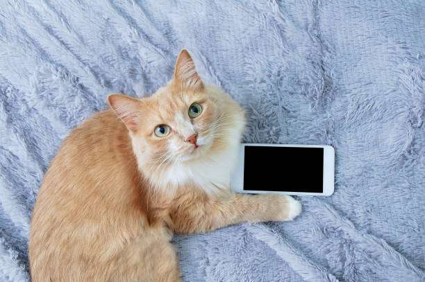 istock Beige cat lying on gray plaid with a smartphone. View from above. 1352526727