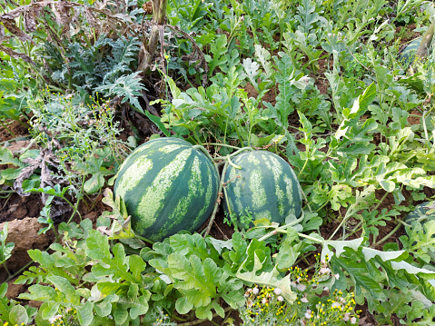 Watermelon field, fruit and vegetable garden
