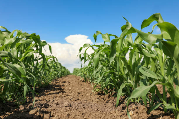 istock Beautiful view of corn field. Agriculture industry 1352530769
