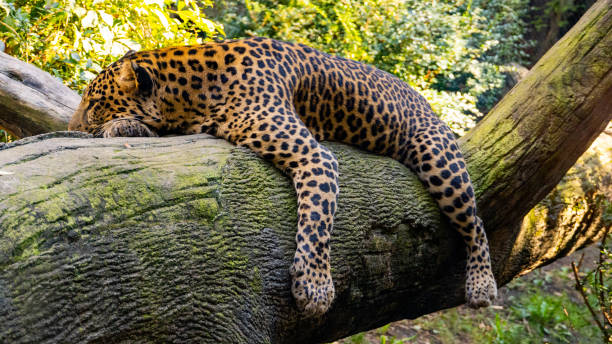 Big, beautiful leopard resting on a tree limb. Big, beautiful leopard resting on a tree limb. hott stock pictures, royalty-free photos & images