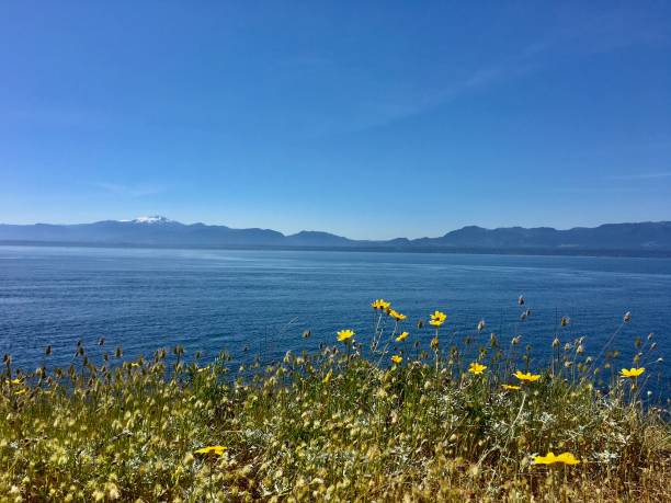 istock Yellow daisies on Helliwell Bluffs 1352532998