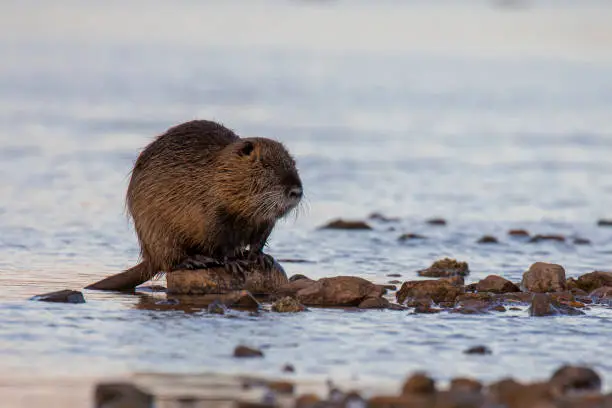 Big nutria sitting on the river bank