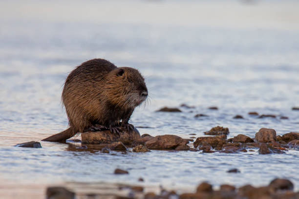 grande nutria sentada na margem do rio - nutria rodent beaver water - fotografias e filmes do acervo