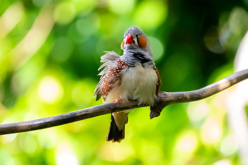 Zebra finch