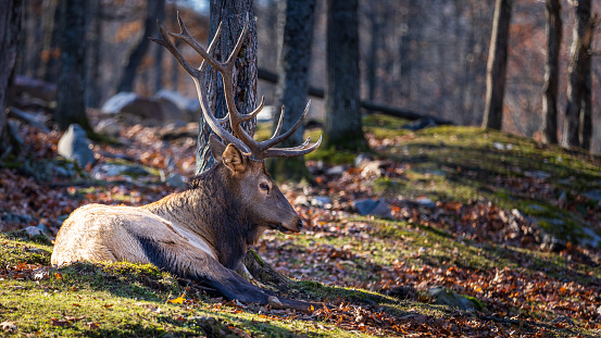 male red deer with a beautiful deer antler, resting at the foot of a tree