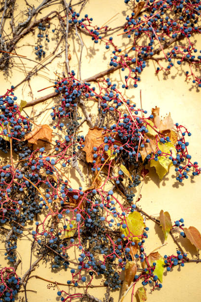 blaue traubenbeere von roten wildreben, die an der gelben wand eines hauses wachsen - berry fruit refreshment rural scene vertical stock-fotos und bilder