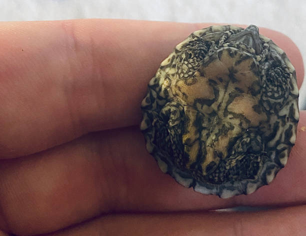 Hybrid hatchling turtle - Razorback musk turtle and Common musk turtle mix