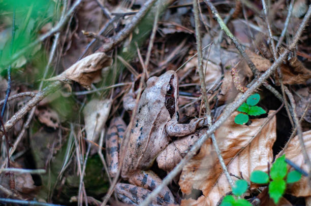 istock Brown earthen frog that hides well in fallen dry foliage. Inhabi 1352537345