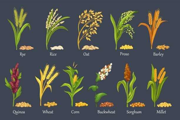 grasgetreide, landwirtschaftliche pflanze - wheat cereal plant oat crop stock-grafiken, -clipart, -cartoons und -symbole