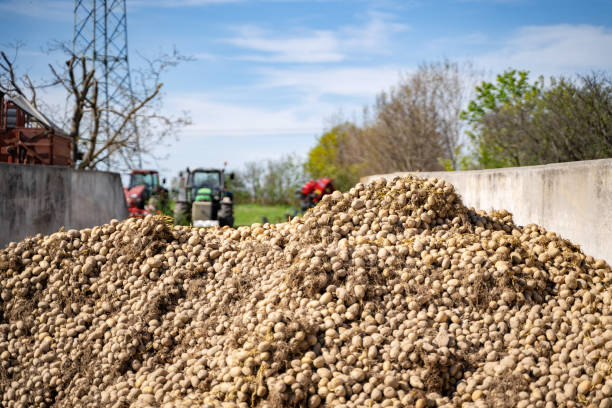 istock Many piles of freshly harvested unprocessed uncleaned potatoes lie in container 1352537464