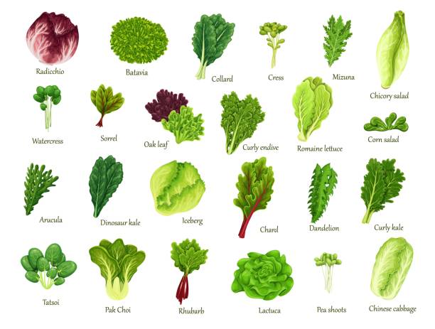 illustrazioni stock, clip art, cartoni animati e icone di tendenza di set di foglie di insalata - kale