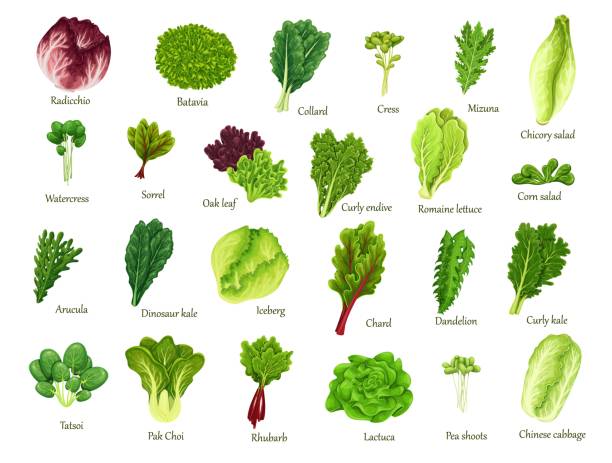 салатный набор из листьев - kale chard vegetable cabbage stock illustrations