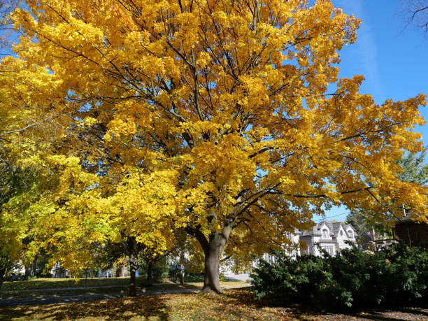 verbreitung von spitzahornbaum in leuchtendem goldgelb in einer wohnstraße - norway maple stock-fotos und bilder