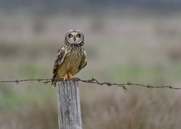 istock Owl on farm fence post 1352541275