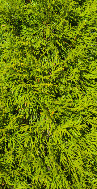 istock Green cypress tree close up and background vertical photo 1352542161