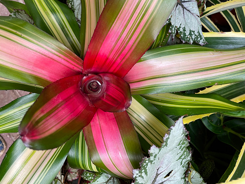 Stock photo showing a group of exotic, tropical bromeliad houseplants. These bromeliads are in full bloom, boasting bright red bracts. After these plants finish flowering, new shoots (offsets) will appear at the bottom of the rosette of leaves.