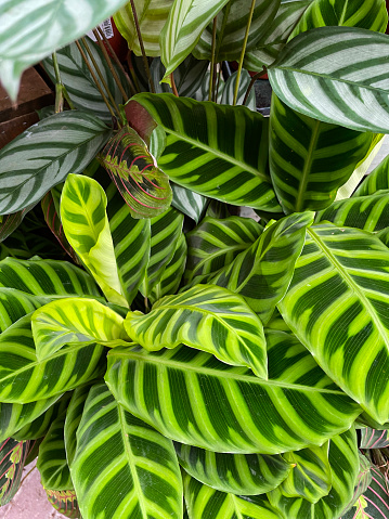 Stock photo showing a group of exotic, tropical Calathea (prayer plants). These plants are popular as houseplants due to their attractive foliage.