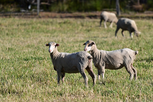 Small group of shaved sheep grazing in a sheep station farm field in Western Australia.