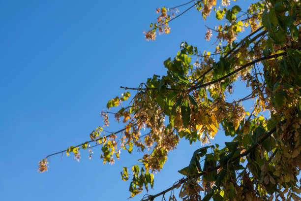 yellowed maple seeds, leaves and branch  in autumn. yellowed maple seeds, leaves and branch  in autumn. 7676 stock pictures, royalty-free photos & images