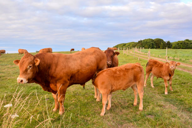 istock Curious french brown cow in a meadow 1352553492