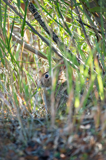 A cute bunny rabbit is hiding in the grasslands