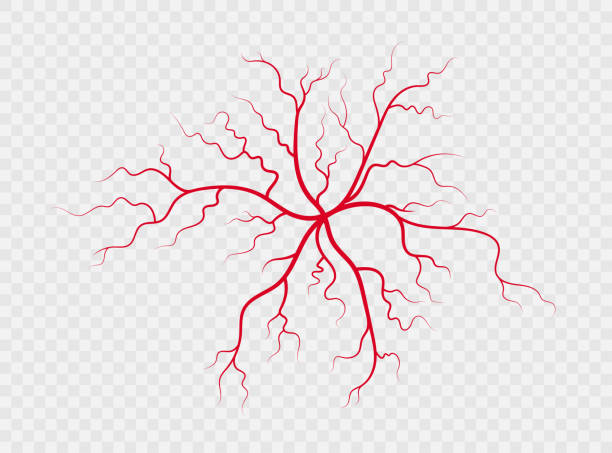 인간의 정맥과 동맥. 빨간 분기 거미 모양의 혈관과 모세 혈관. 투명 한 배경에 격리 된 벡터 그림 - capillary stock illustrations