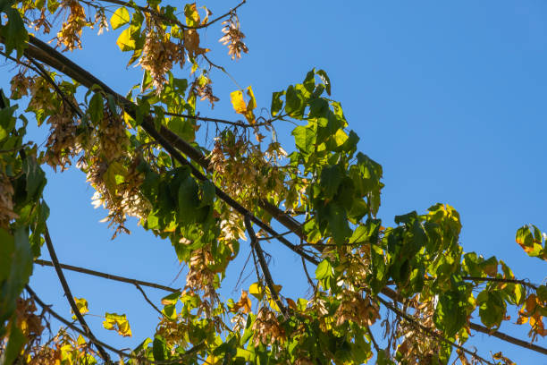 pożółkłe nasiona klonu, liście i gałąź jesienią. - maple keys branch sky maple tree zdjęcia i obrazy z banku zdjęć