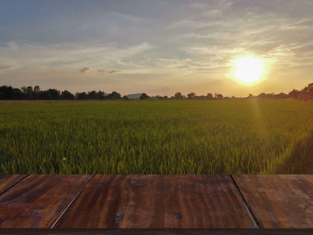 istock sunrise sunset at rice paddy field 1352554015