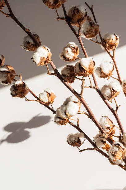 istock Dry cotton inflorescences on a light background in the interior 1352554021