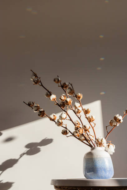 istock Dry cotton inflorescences on a light background in the interior 1352554025