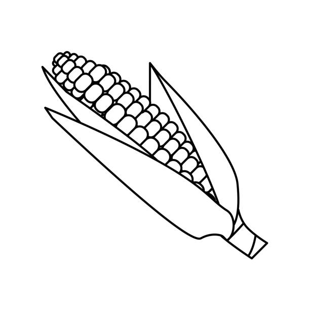 ilustrações, clipart, desenhos animados e ícones de ícone do milho. ícone da espiga de milho. símbolo vegetal em esboço - corn corn crop corn on the cob food