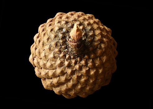 A pine cone very close up.