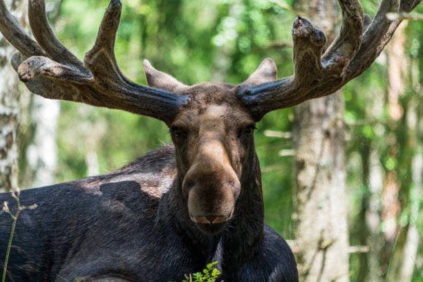istock Moose bull with big antlers close up in forest with blurred background. 1352554948