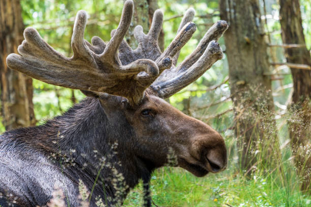 istock Moose bull with big antlers close up in forest with blurred background. 1352554950