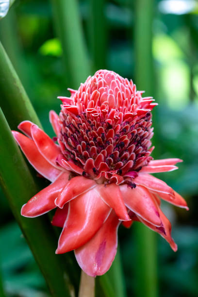 eltingera elatior - torch ginger photos et images de collection